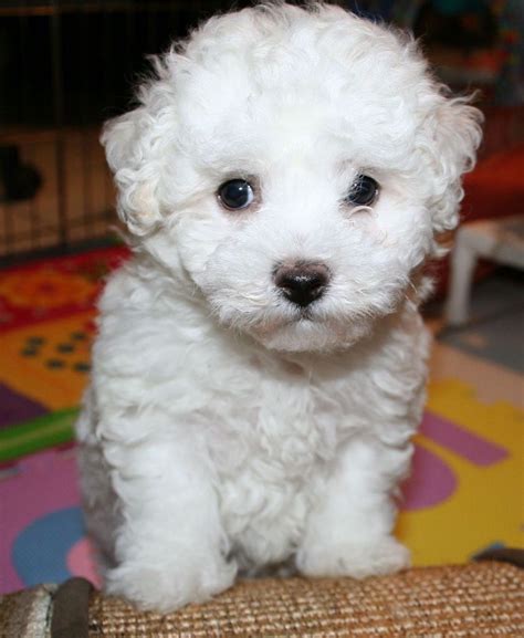 Last on the list of the best Sheepadoodle breeders in Arizona is Raise A Paw. . Puppies for sale in phoenix